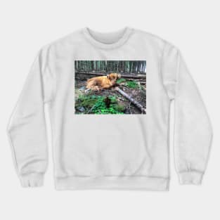 Scottish Highland Cattle Calf 1795 Crewneck Sweatshirt